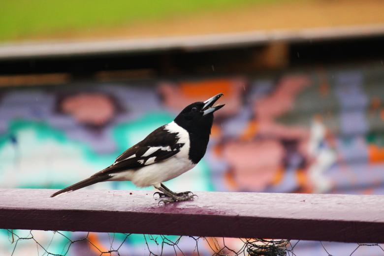 Free stock image of Butcherbird created by Joses Tirtabudi