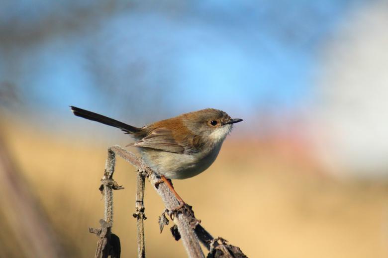 Free stock image of Finch on Twig created by Joses Tirtabudi