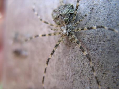 Two-tailed Spider