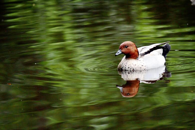 Free stock image of Duck on Pond created by Joses Tirtabudi