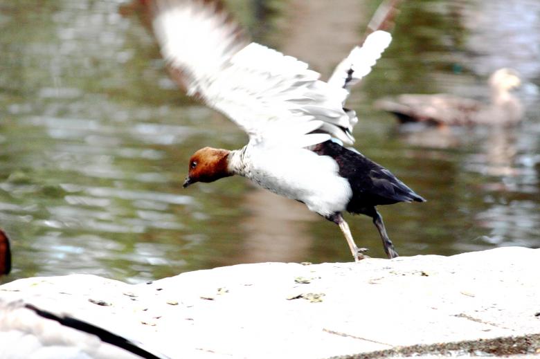 Free stock image of Duck flying created by Joses Tirtabudi