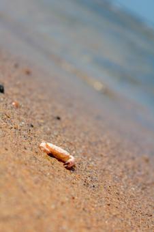 Crab on beach