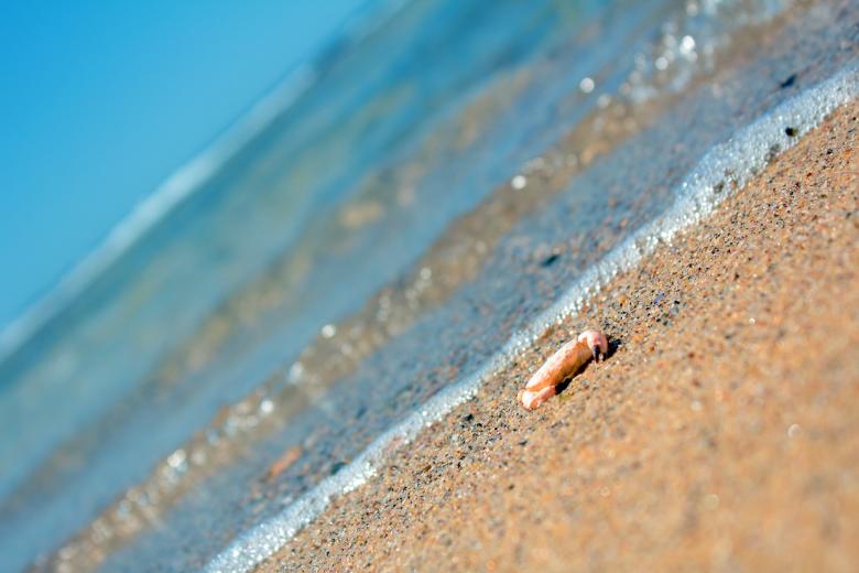 Free stock image of Crab on beach created by Joses Tirtabudi