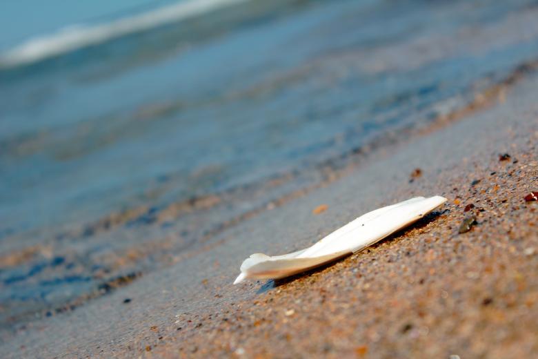 Free stock image of Cuttlefish on the beach created by Joses Tirtabudi