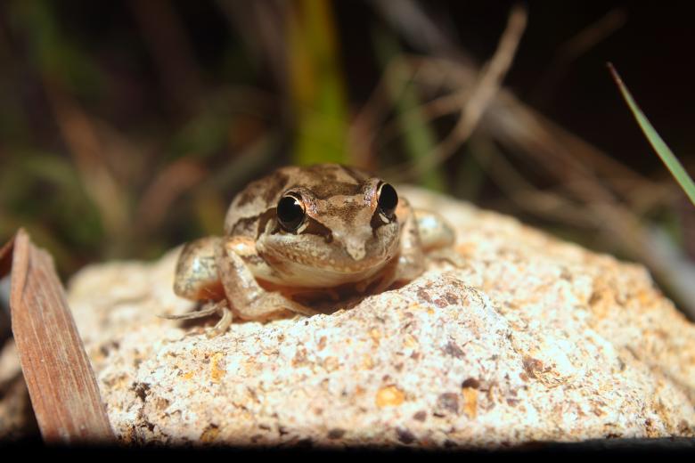 Free stock image of Frog on a rock created by Joses Tirtabudi