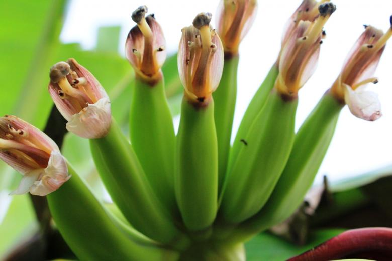 Free stock image of Green Banana created by A Joseph 