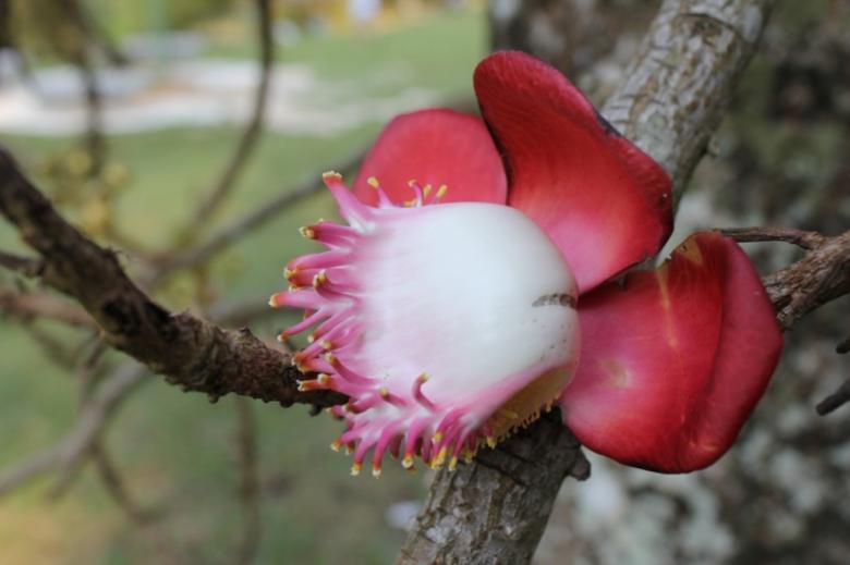 Free stock image of Unix Flower created by A Joseph 