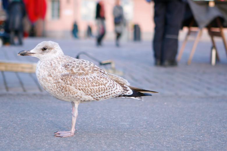 Free stock image of Bird created by 2happy