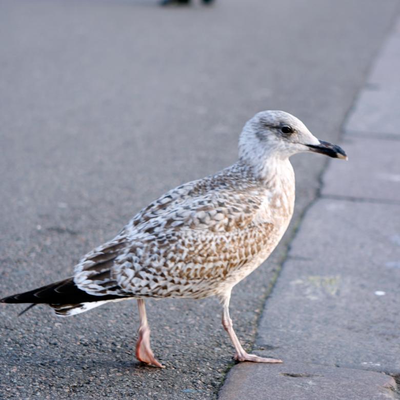 Free stock image of Bird created by 2happy