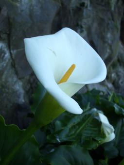White Lily - Free Stock Photo