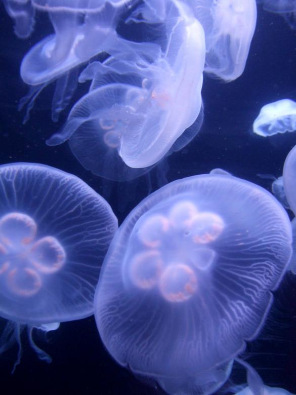 Free stock image of Jelly Fish created by Crystal Kordalchuk