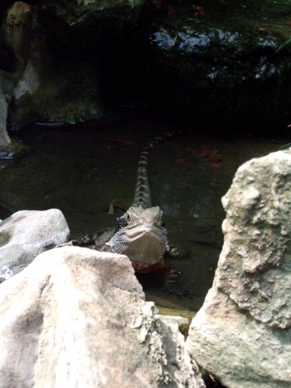 Free stock image of Reptile created by Crystal Kordalchuk