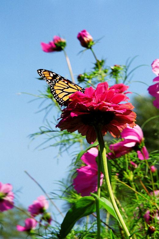 Free stock image of Butterfly Perched created by Crystal Kordalchuk
