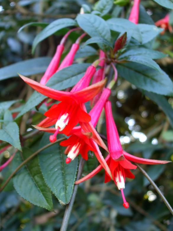 Free stock image of Red Flower created by Crystal Kordalchuk