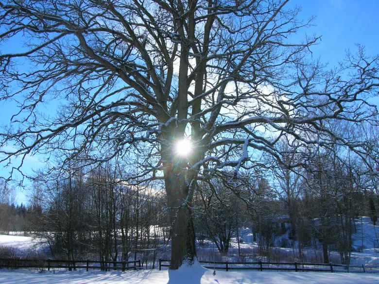 Free stock image of Oak Tree in winter created by Janis Urtans