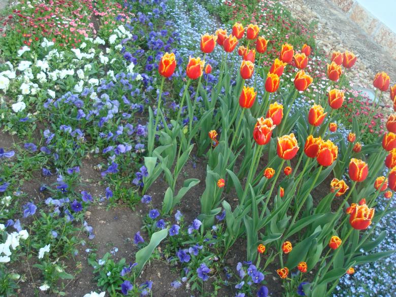 Free stock image of Colorful flowers created by Boris Kyurkchiev