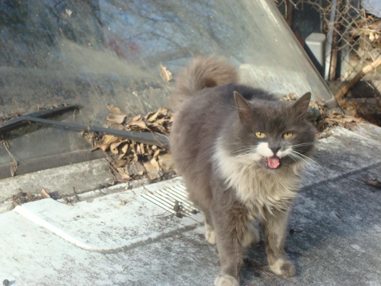 Free stock image of Street cat created by Boris Kyurkchiev
