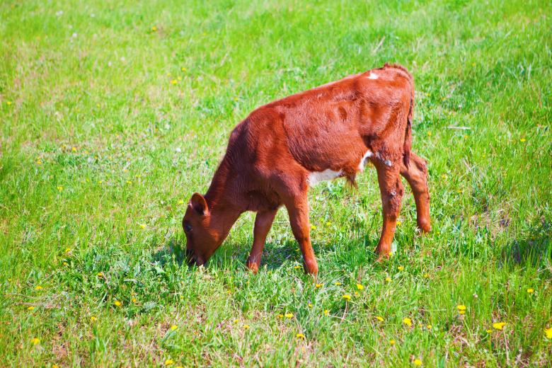 Free stock image of Calf created by 2happy