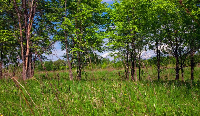 Free stock image of Forest created by 2happy