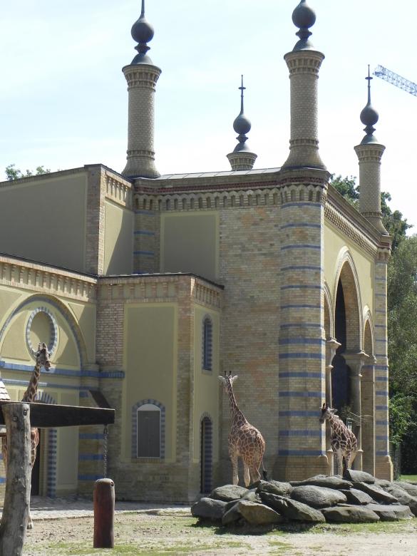 Free stock image of Berlin Zoo - Giraffes created by Michele Prudente