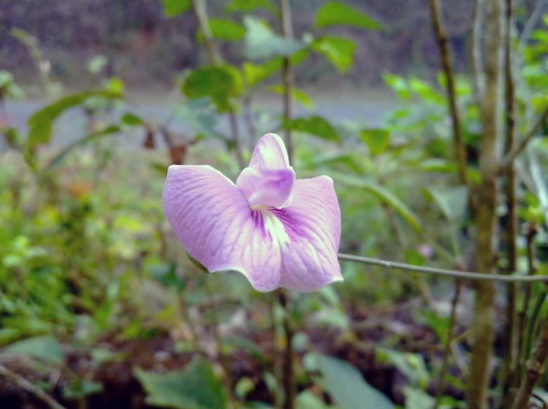 Free stock image of Violet Flower created by Tona sam