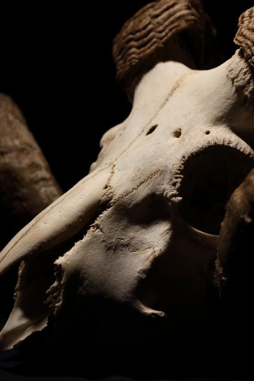 Free stock image of Ram Skull Closeup created by Bjorgvin