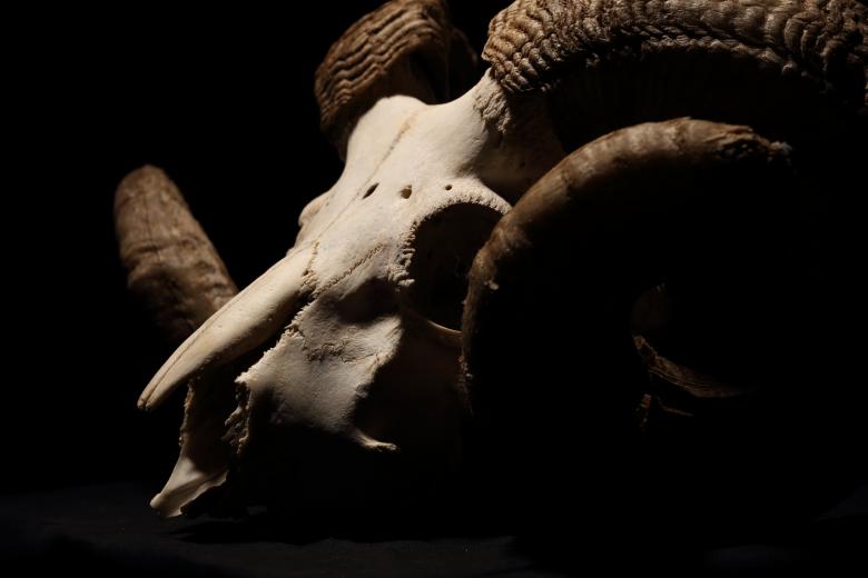 Free stock image of Ram Skull with Horns created by Bjorgvin