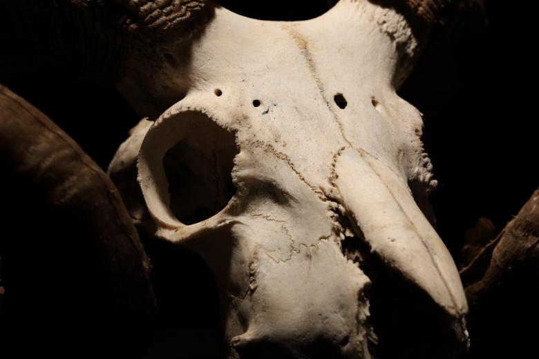 Free stock image of Ram Skull created by Bjorgvin