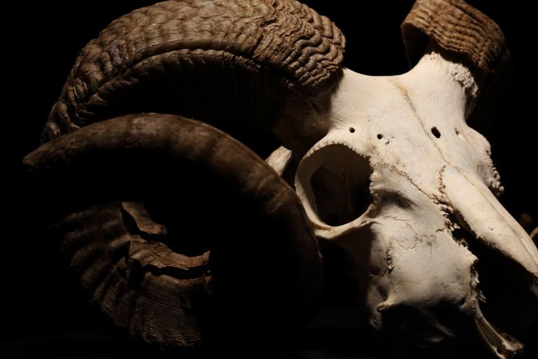 Free stock image of Sheep Skull with Big Horns created by Bjorgvin