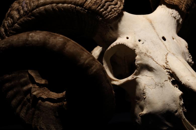Free stock image of Sheep Skull with Horns created by Bjorgvin