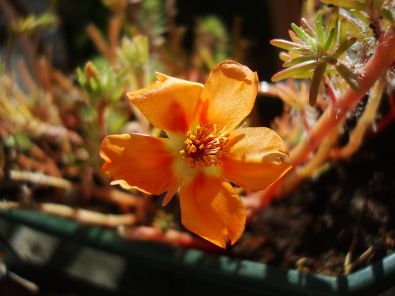Free stock image of Orange garden flower created by Boris Kyurkchiev