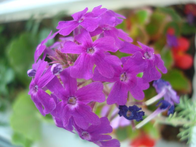 Free stock image of Purple garden flower created by Boris Kyurkchiev