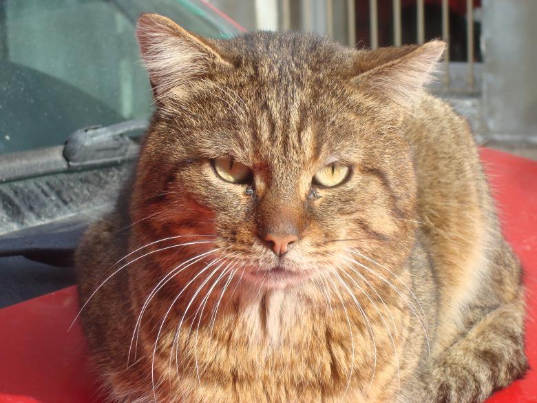 Free stock image of Street cat created by Boris Kyurkchiev
