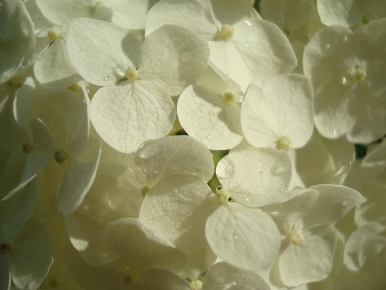Free stock image of White flowers created by Boris Kyurkchiev