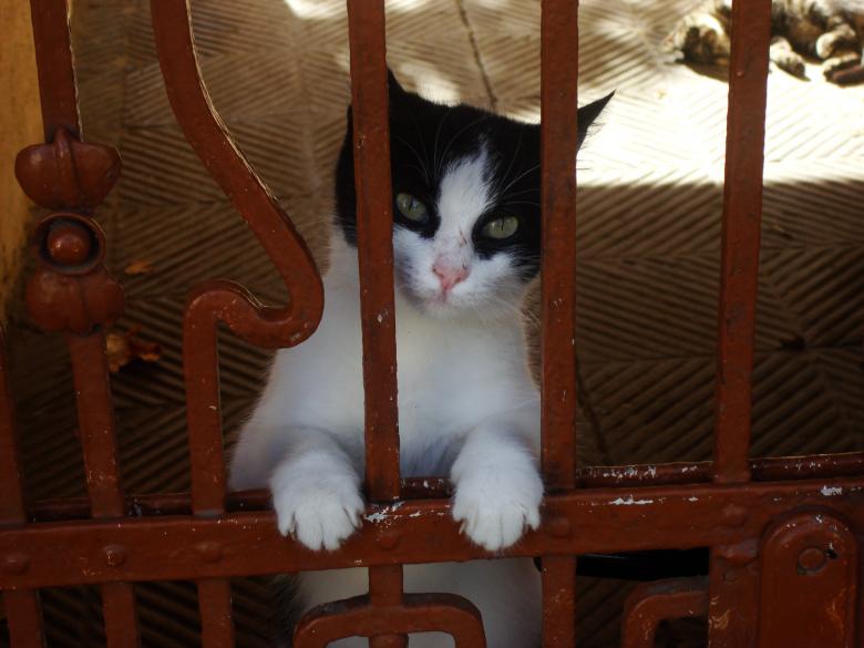 Free stock image of Urban cat created by Boris Kyurkchiev