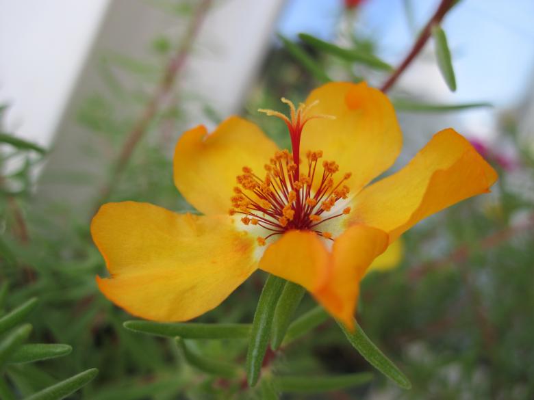 Free stock image of Yellow garden flower created by Boris Kyurkchiev