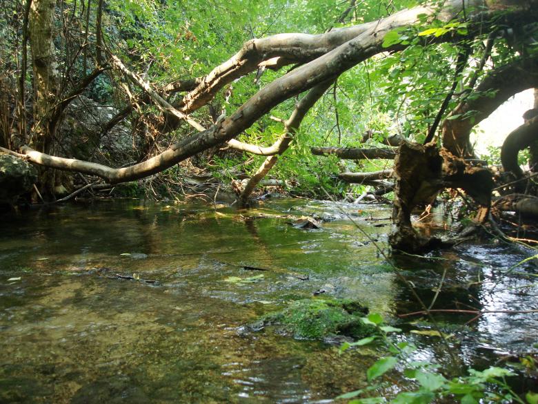 Free stock image of Forest river created by Boris Kyurkchiev