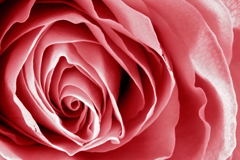 Free stock image of Pink Rose Macro - HDR created by Nicolas Raymond