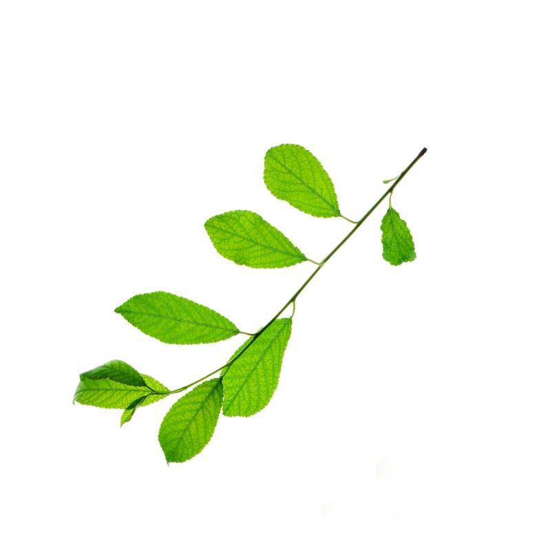 Free stock image of Leaves created by 2happy