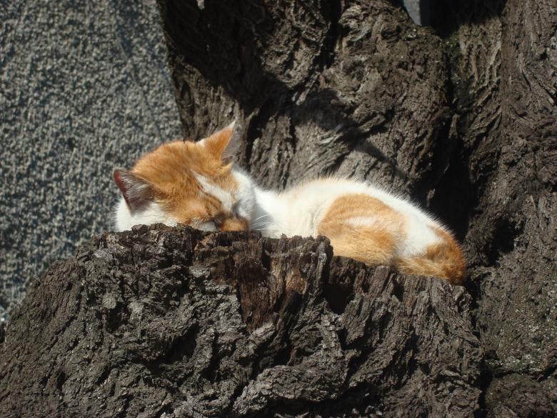 Free stock image of Sleeping street cat created by Boris Kyurkchiev