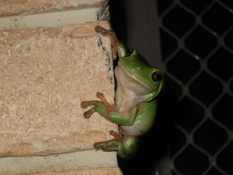 Free stock image of Green Frog created by Nicholas Spaggiari