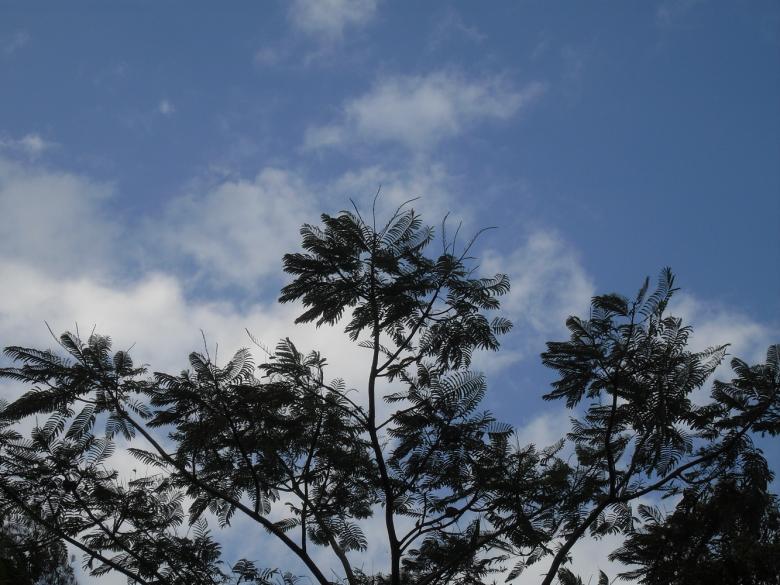 Free stock image of Blue Sky &amp; Tree created by Nicholas Spaggiari