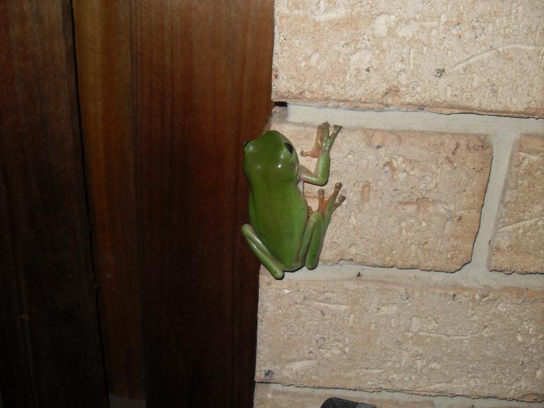 Free stock image of Green Frog  created by Nicholas Spaggiari