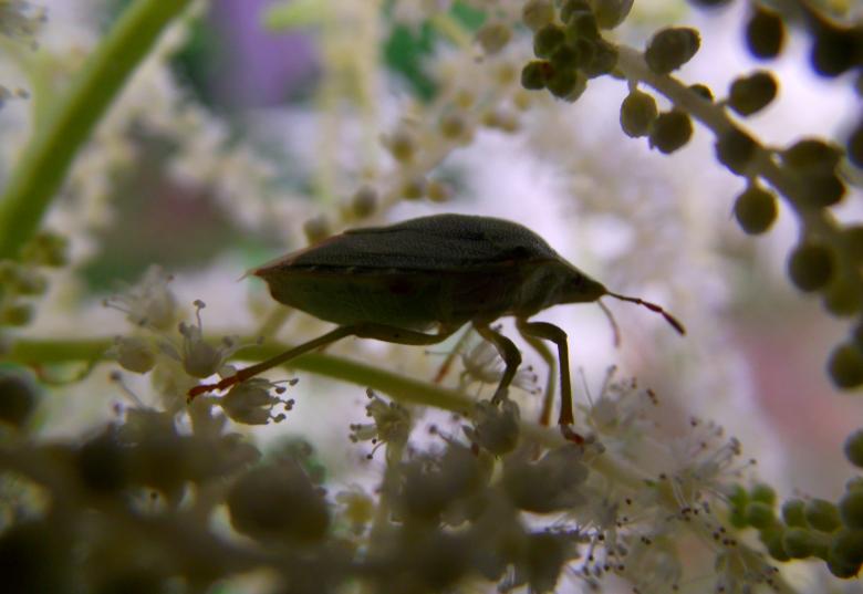 Free stock image of A small creature created by Janis Urtans