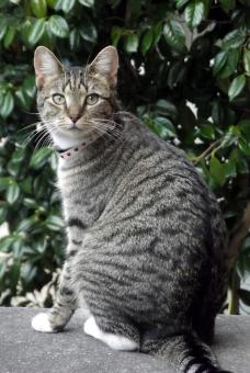 Wild Cat