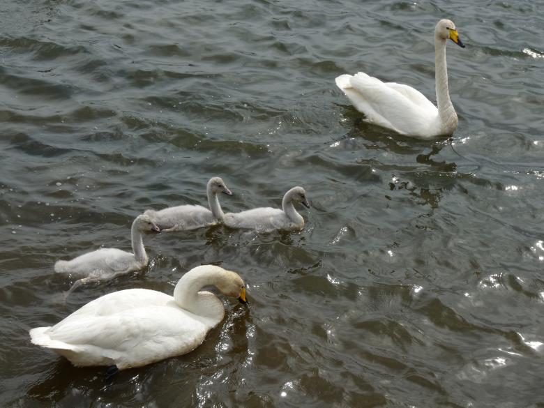 Free stock image of A swan family created by Melissa Bjarnadottir