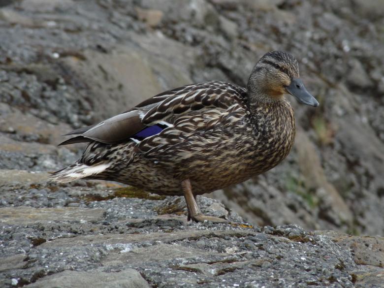 Free stock image of Duck created by Melissa Bjarnadottir