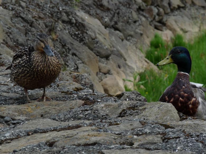 Free stock image of Two ducks created by Melissa Bjarnadottir