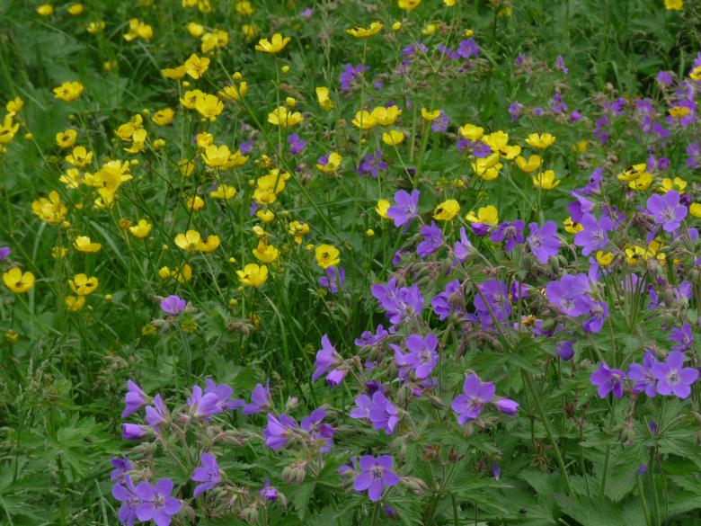 Free stock image of Purple and yellow flowers created by Melissa Bjarnadottir