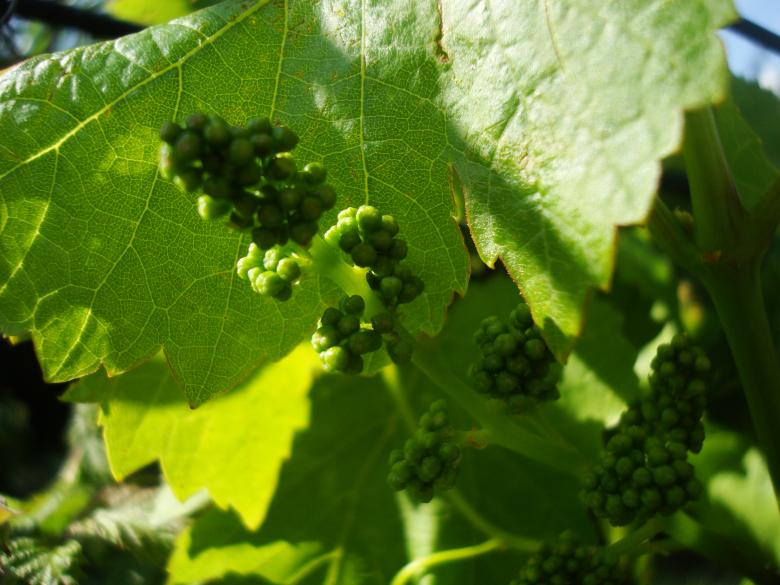 Free stock image of Green young grape created by Boris Kyurkchiev